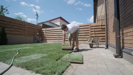 gardener laying lawn in private yard with wooden fence