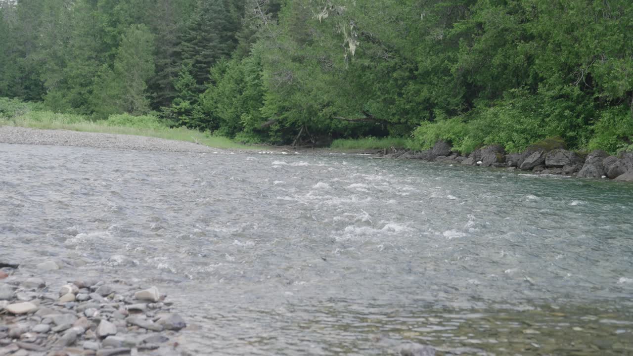 Un limpido fiume di montagna scorre su rocce e ciottoli, circondato da una fitta foresta sempreverde con un fogliame verde vivace lungo le rive.