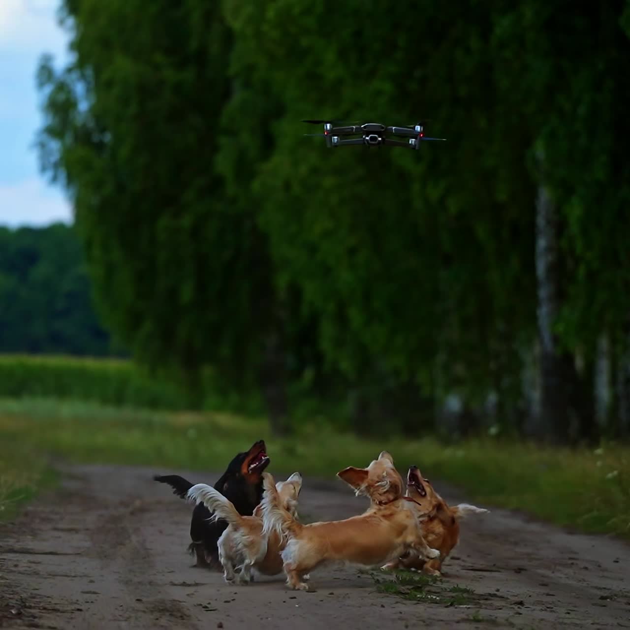 Beautiful dogs outdoors. Funny domestic animals barking on the drone flying over the pets on green nature background.