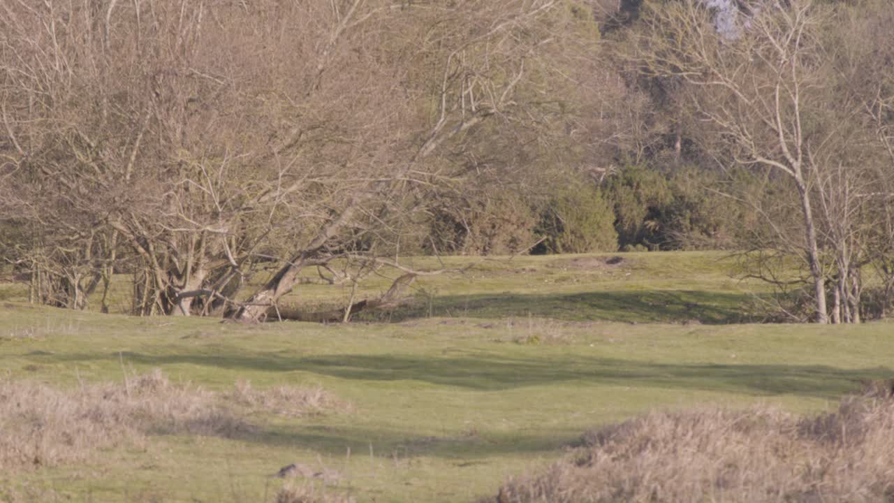 아침에 숲의 아름다운 풍경
