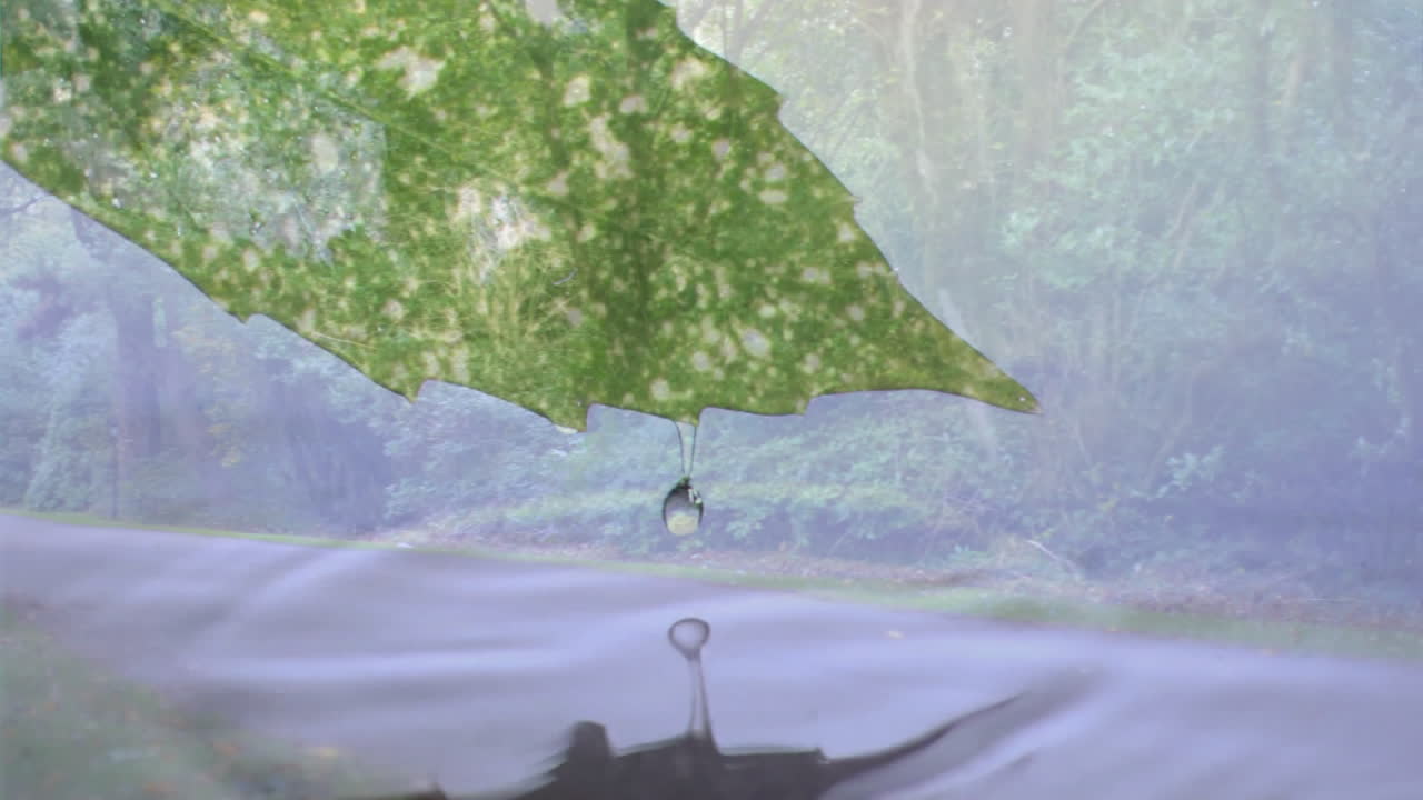 Dripping water from leaf into pond, forest background creating animation effect