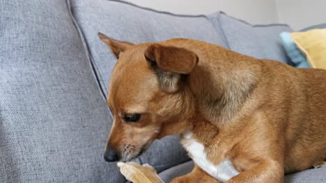 small dog chewing on a bone loving her life and sat down on a comfy sofa