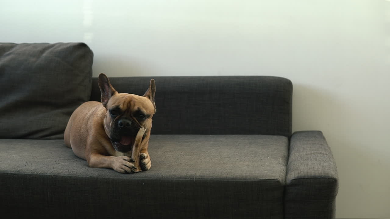 Un perro muerde con fiereza el hueso natural, las astas, bulldog francés en casa