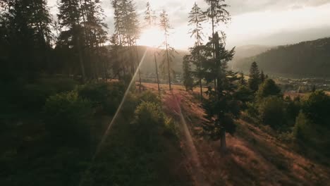 aerial footage from an action camera flying low in between spruce trees approaching a herd of cows grazing on a meadow with yellow dry grass on hill in cierny balog, central slovakia