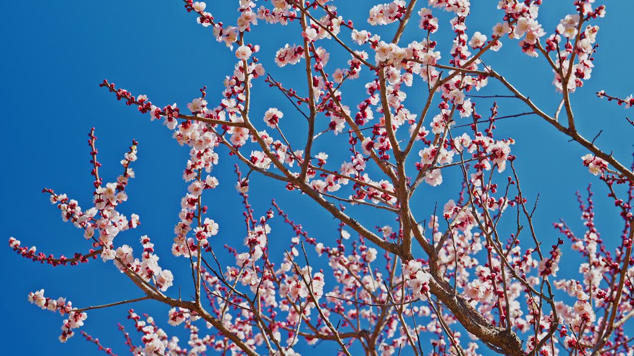 Una ripresa verticale con inclinazione verso il basso da un cielo azzurro intenso e limpido, che rivela i rami scuri e gli abbondanti e delicati fiori di prugno bianchi e rosa pallido, catturando un vivace dettaglio primaverile.