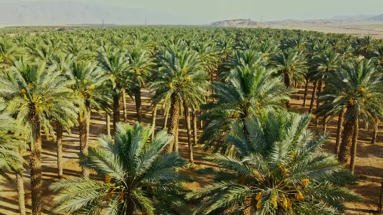 A vibrant farm of lush green palm trees thriving in the heart of the desert, showcasing the perfect harmony between cultivation and arid landscapes.