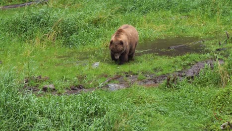 brown bear grazing grass in a small pond, alaska