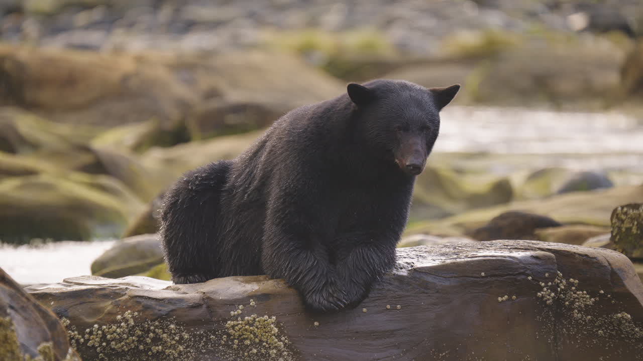 Un orso nero cammina lungo il fiume e la spiaggia in cerca di salmone da mangiare prima del letargo nella Columbia Britannica, in Canada