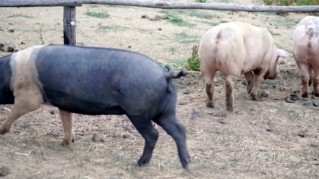에서 돼지들의 아름다운 그룹