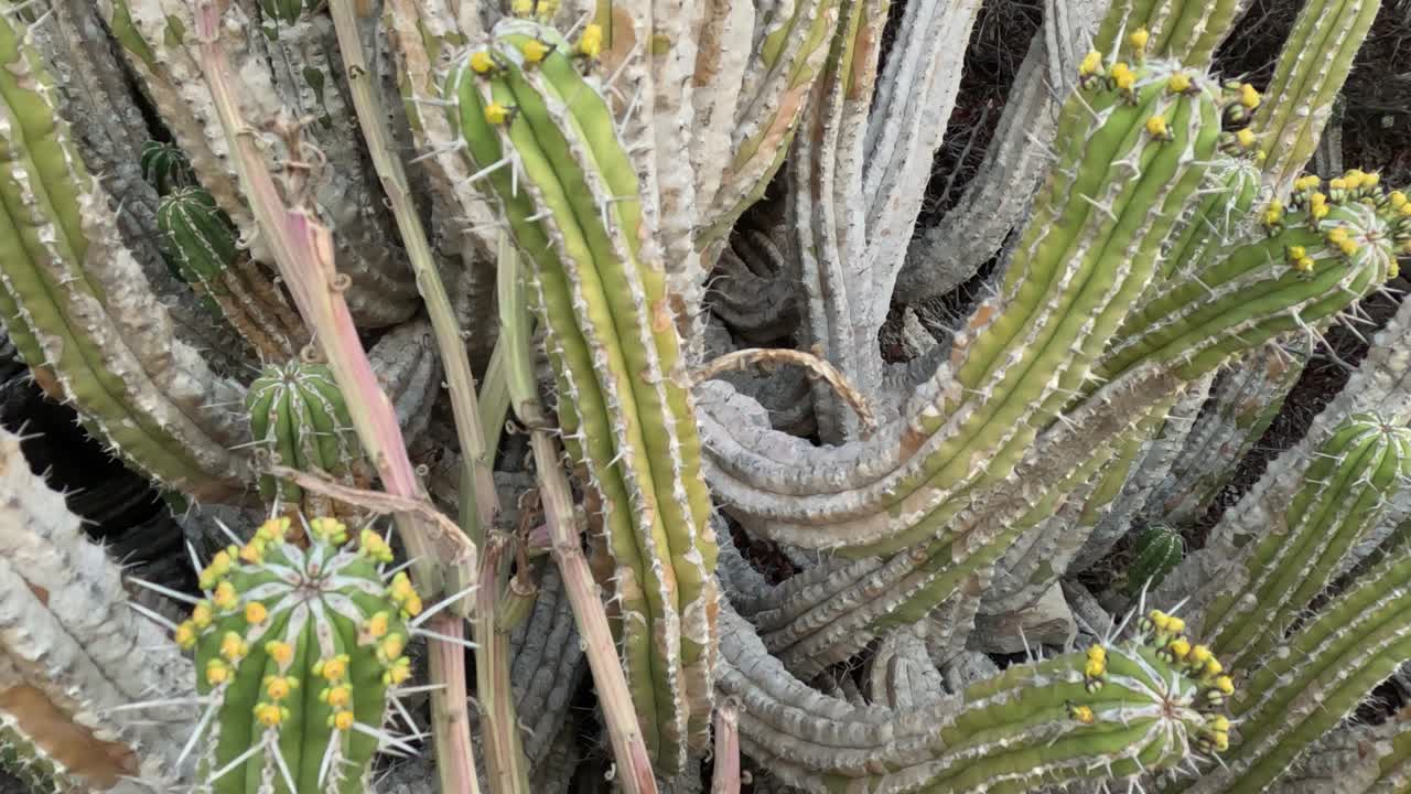 Euphorbia Echinus Cactus: A desert plant thriving in Morocco's southern mountains, providing bees with nectar for premium, high-quality honey and high price