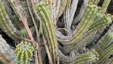 Euphorbia-Echinus-Cactus:-A-desert-plant-thriving-in-Morocco's-southern-mountains,-providing-bees-with-nectar-for-premium,-high-quality-honey-and-high-price