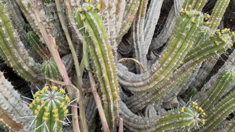 Euphorbia Echinus Cactus: A desert plant thriving in Morocco&#039;s southern mountains, providing bees with nectar for premium, high-quality honey and high price