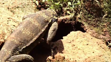 Monitor-lizards-crawling-on-the-rocks-sunbathing,-strong-tail-and-sharp-claws