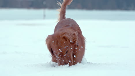 golden retriever sticks head into deep snow and digs