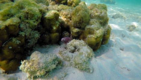 Juvenile-aggressive-moray-eel-waves-its-head-to-scare-off-a-diver