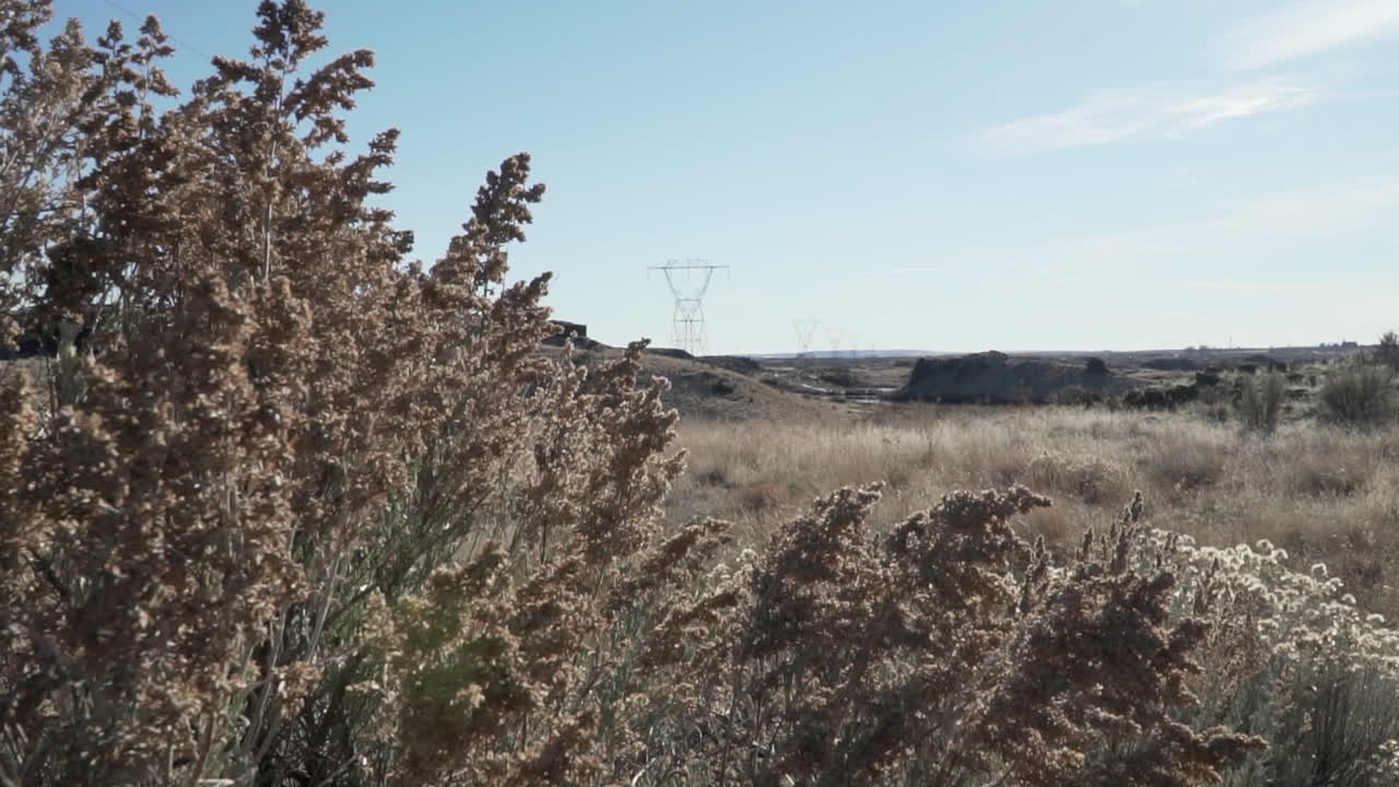 shrub moving back and forth because of wind and a high voltage electric post in the distance