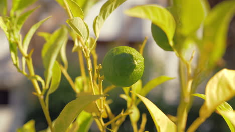 frutas de limón en el árbol