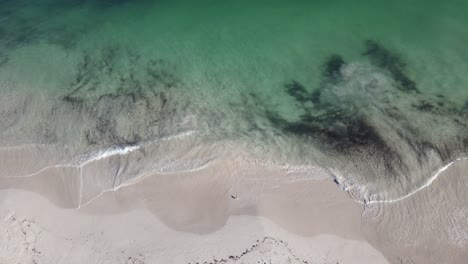 Drone-aerial-lowering-over-pristine-coastline-with-black-smudges-in-water-and-seagull