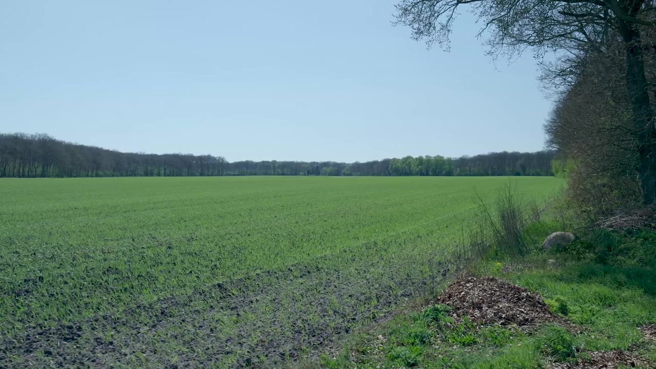 Panoramablick auf ein grünes Ackerfeld, gesäumt von Bäumen