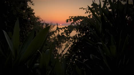 sunset appears between flowers - slow motion
