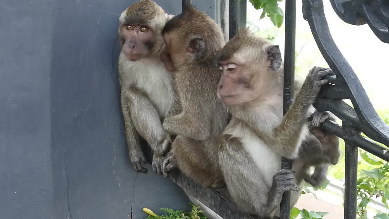 familia de monos relajándose en la valla de la zona turística de la cueva de kreo, semarang, java central, indonesia
