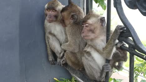 Monkey-family-relaxing-on-the-fence-of-the-Kreo-Cave-tourist-area,-Semarang,-Central-Java,-Indonesia