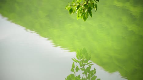 branch with green leaves over the green water of lake.