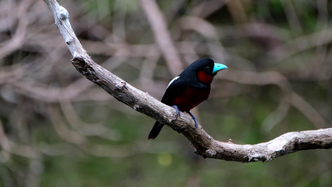 posado en una rama frente a la cámara mientras mira a la derecha, pico ancho negro y rojo, cymbirhynchus macrorhynchos, parque nacional kaeng krachan, tailandia