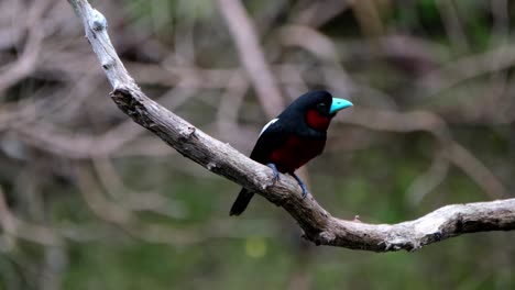 Posado-En-Una-Rama-Frente-A-La-Cámara-Mientras-Mira-A-La-Derecha,-Pico-Ancho-Negro-Y-Rojo,-Cymbirhynchus-Macrorhynchos,-Parque-Nacional-Kaeng-Krachan,-Tailandia