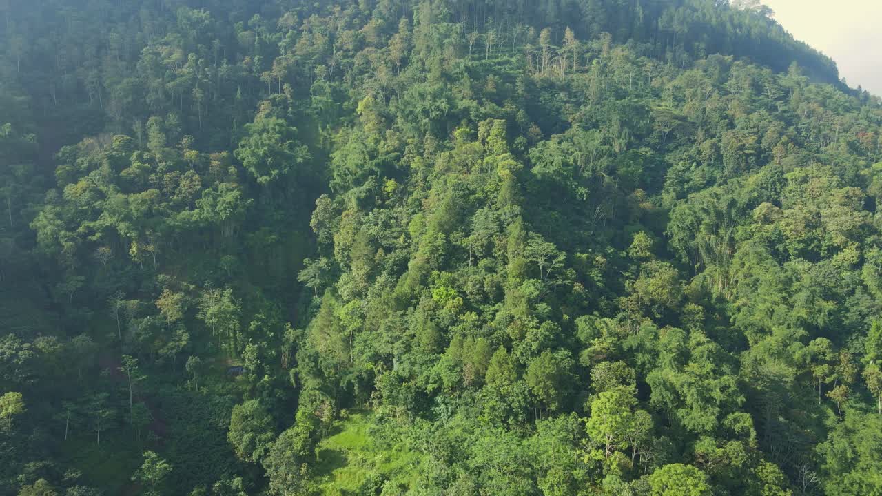 bosque verde tropical desde un avión no tripulado