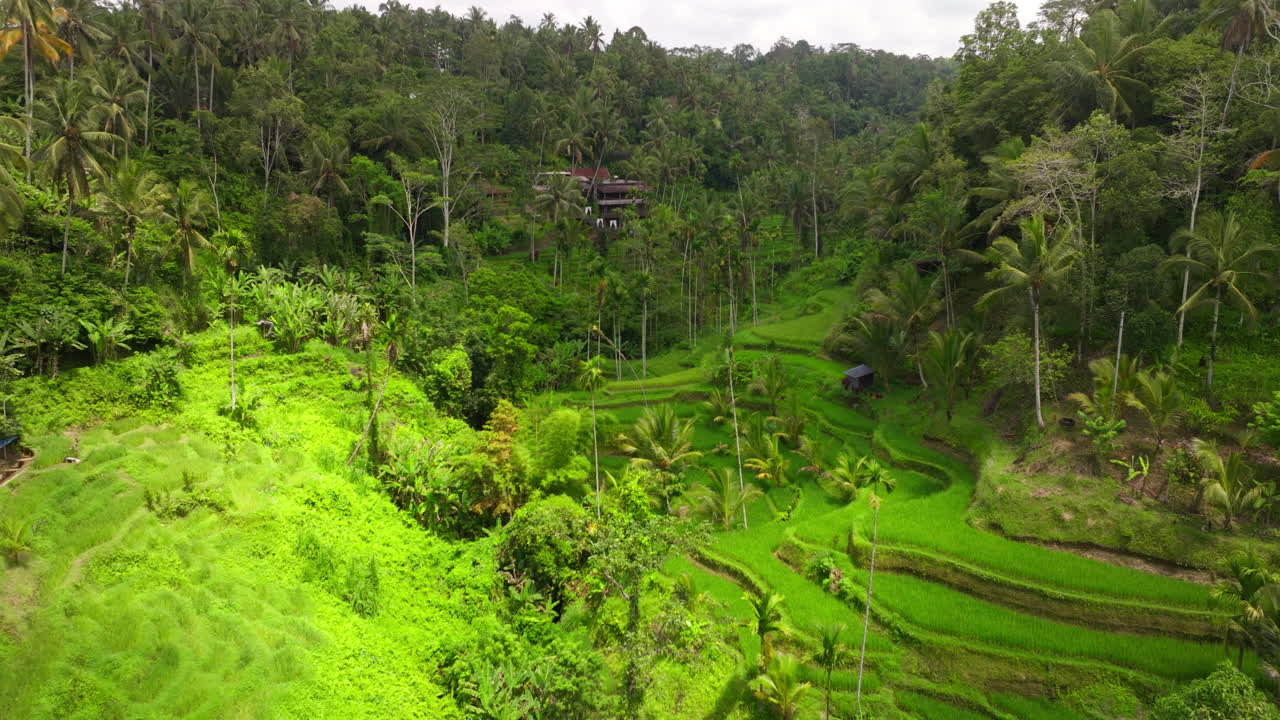 Vista drone sulle lussureggianti terrazze di riso di Tegallalang e sulla giungla, Ubud, Bali