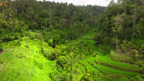 drone view over lush green tegallalang rice terrace and jungle, ubud, bali