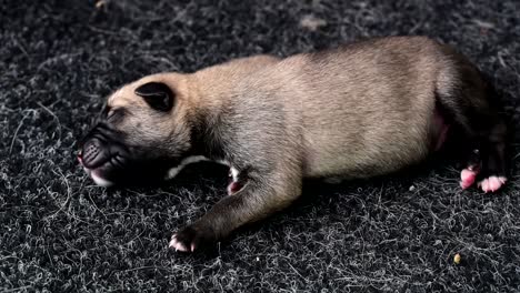 cute single newborn puppy sleeping