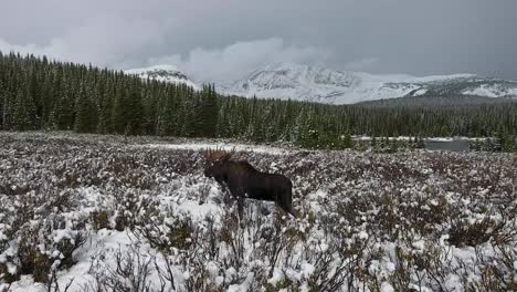 a spectacular 4k drone shot of a lone bull moose trekking next to a secluded lake in the middle of the winter with maroon bells in the distance, near aspen and snowmass, colorado, usa