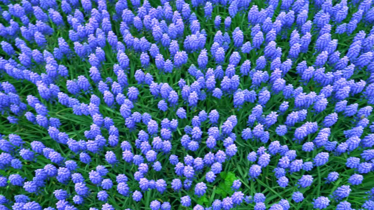 술탄 아흐메트 지역의 굴하네 공원의 꽃. 이스탄불.