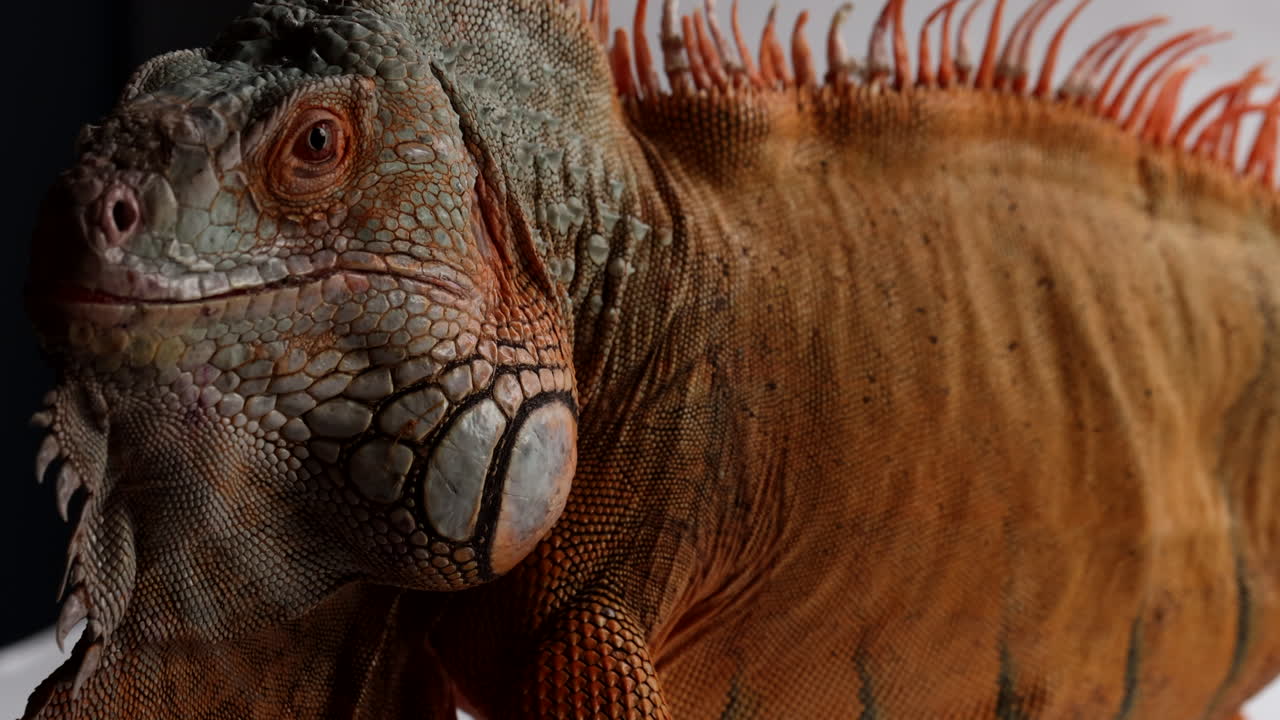 녹색 이구아나는 검은색과 흰색 배경에 대해 격리된 머리를 위로 기울입니다.