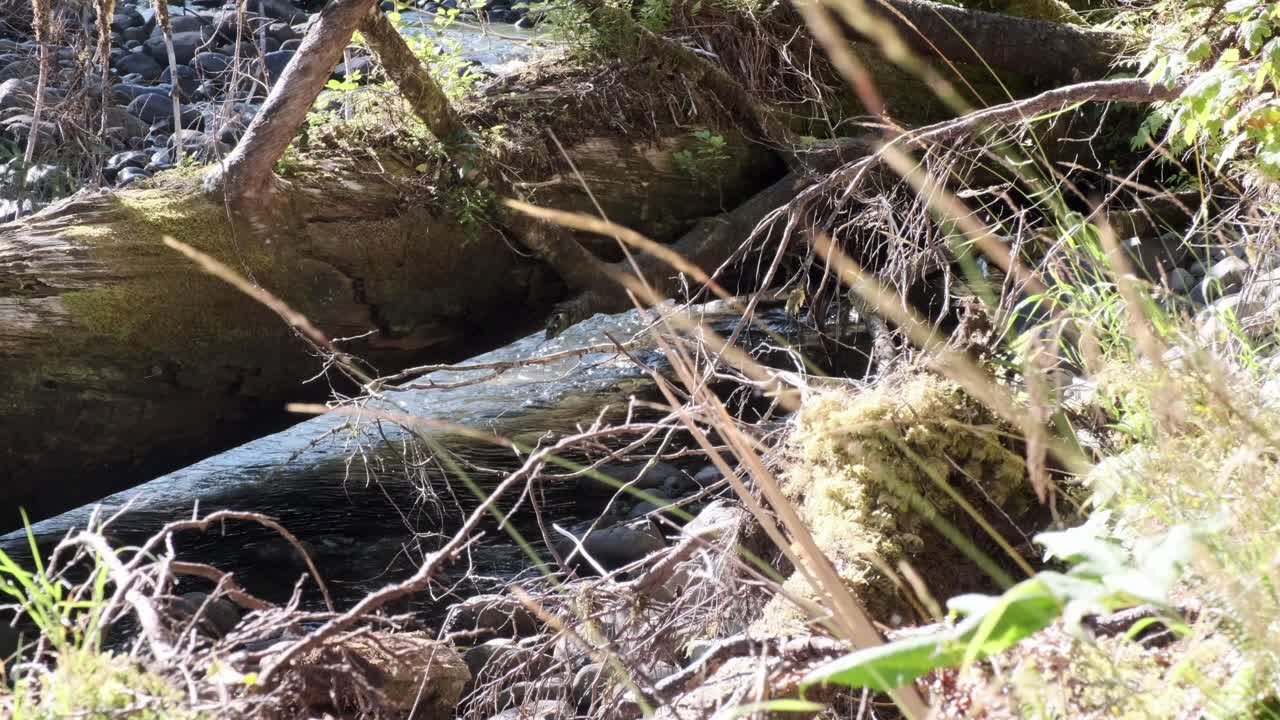 작은 외딴 강에 떨어진 오래된 간호사 통나무