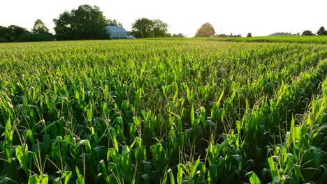 corn field tassels in late summer sunset