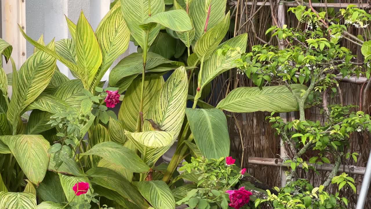 작은 암컷 새, 올리브 뒷받침 선버드, cinnyris jugularis는 말레이시아, 동남아시아의 뒷마당에 있는 정원 물에서 나온 나뭇잎에 남아 있는 물을 가지고 놀고 목욕합니다.