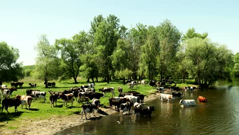 herd of cows in the river on a watering place