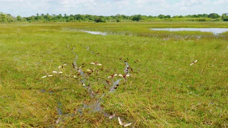 Flock-of-birds-taking-off-from-grassy-wetlands-in-Arauca,-Colombia,-vibrant-and-dynamic