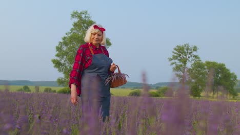 senior old grandmother farmer growing gardening lavender plant in herb garden, retirement activities