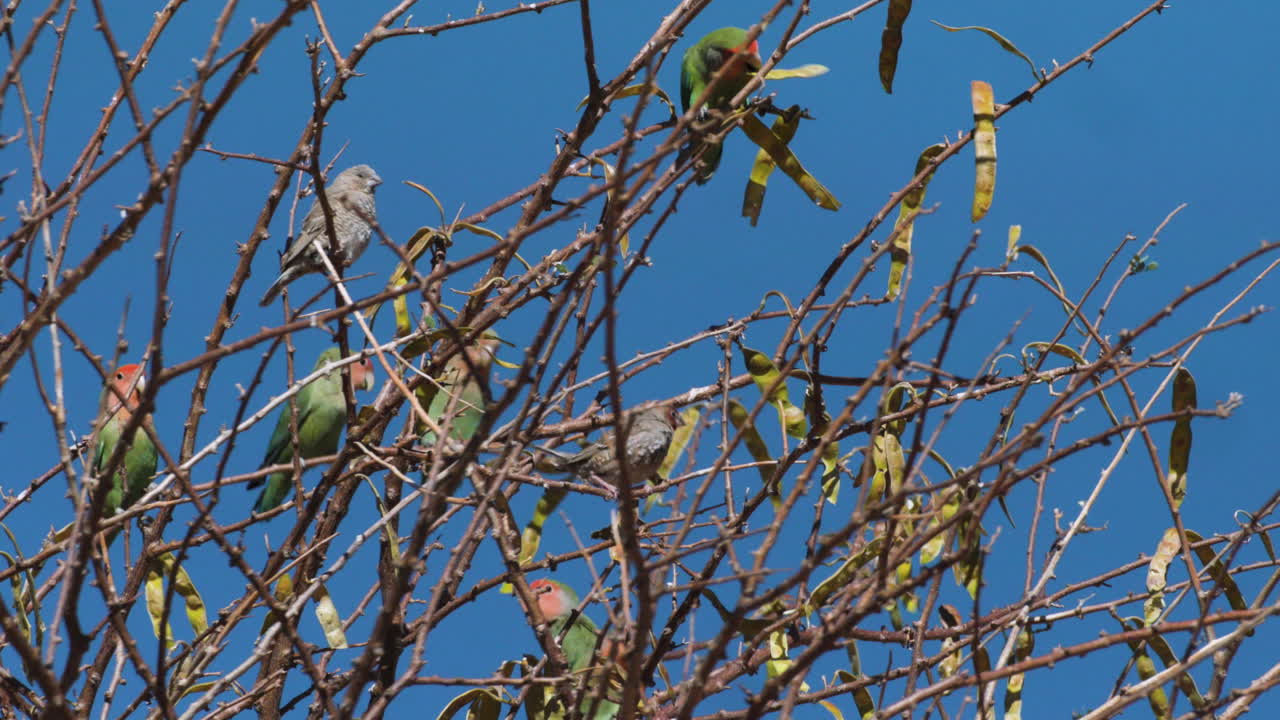 거의 잎이 없는 나무에 장밋빛 얼굴의 잉꼬와 빨간 머리 핀치새가 나란히 있습니다.