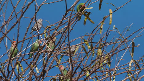 rosy-faced-lovebirds-and-red-headed-finches-side-by-side-on-an-almost-leafless-tree