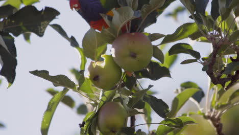 Ein-Regenbogen-Lorikeet