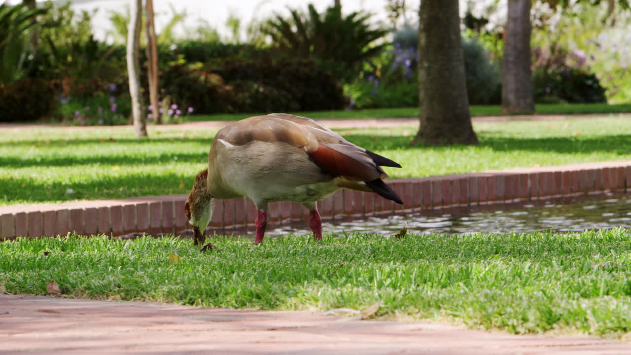 공원에서 연못 에서 먹는 오리