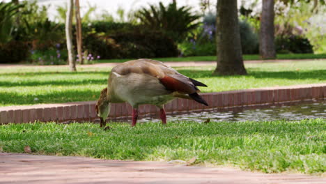 duck eating by a pond in a park