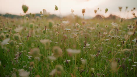 close-up of a blooming meadow