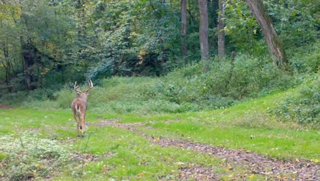 large eight point whitetail buck slowly walking along a game trail in a clearing in the woods