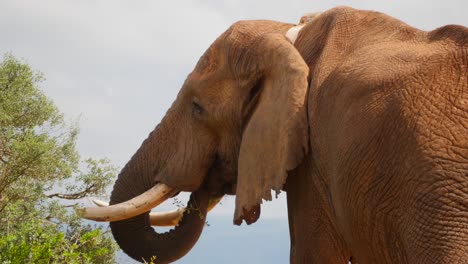 huge elephant bull with big tusks and tattered ear feeds on tree, close up